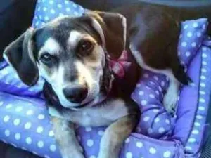 Cachorro raça Sem raça definida idade 2 anos nome Estrela