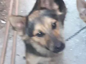 Cachorro raça PASTOR /VIRA LATA idade 7 a 11 meses nome MAILON