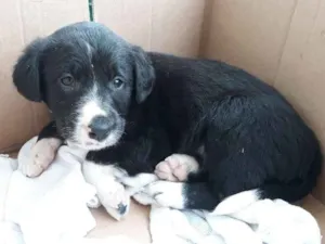 Cachorro raça  idade  nome sem nome