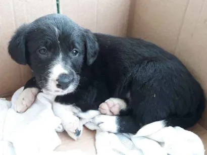Cachorro raça  idade  nome sem nome