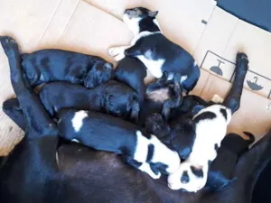 Cachorro raça Srd idade Abaixo de 2 meses nome Filhotes
