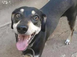 Cachorro raça Vira lata idade 3 anos nome Cói