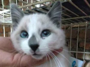 Gato raça srd idade 2 a 6 meses nome Fred