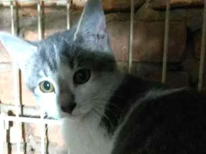 Gato ra a srd idade 2 a 6 meses nome Bel 