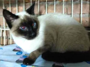Gato raça srd idade 2 a 6 meses nome Bela 