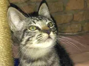 Gato raça srd idade 2 a 6 meses nome Myke