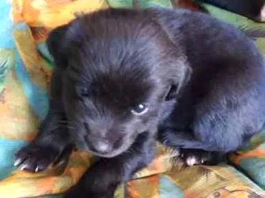 Cachorro ra a INDEFINIDA idade Abaixo de 2 meses nome NÃO POSSUI