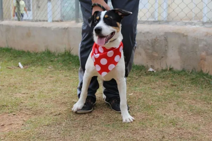 Cachorro ra a SRD idade 1 ano nome SPIKE