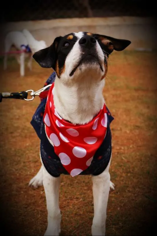Cachorro ra a SRD idade 1 ano nome SPIKE