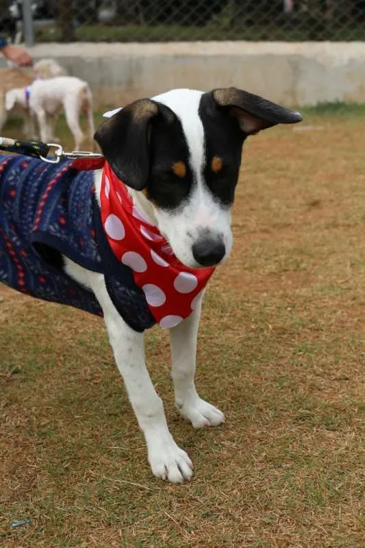 Cachorro ra a SRD idade 1 ano nome SPIKE