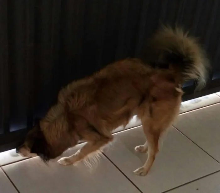 Cachorro raça Indefinido  idade 4 anos nome Lily