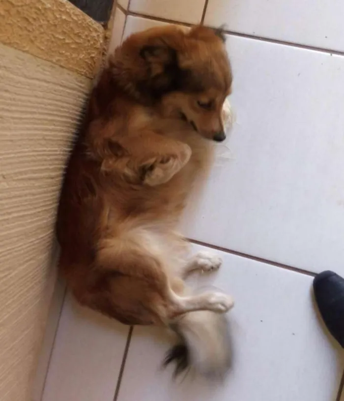 Cachorro raça Indefinido  idade 4 anos nome Lily