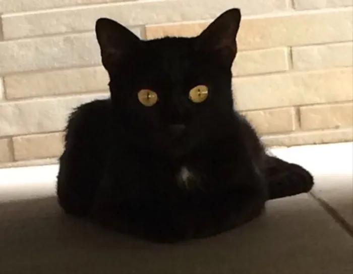 Gato ra a SRD idade 1 ano nome Pretinha