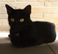 Pretinha