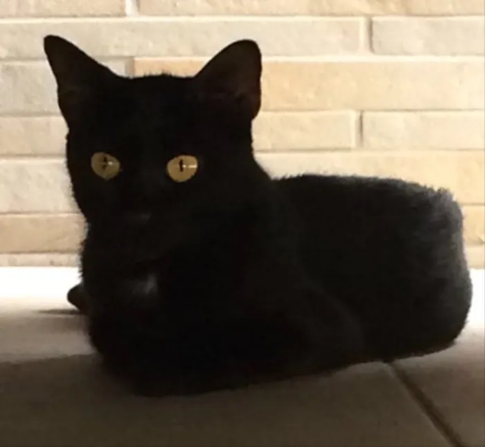 Gato ra a SRD idade 1 ano nome Pretinha