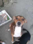 Catita