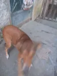Catita