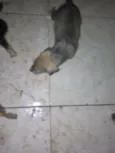 Não tem