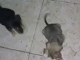 Não tem