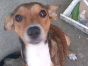 Cachorro raça Vira lata idade 2 anos nome Catita