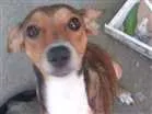 Cachorro raça Vira lata idade 2 anos nome Catita