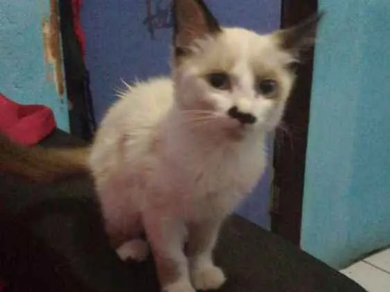 Gato raça SRD  idade 2 a 6 meses nome Mel, Luna e Mia