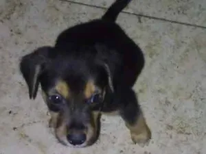 Cachorro raça Vira lata idade Abaixo de 2 meses nome Não tem
