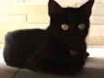 Pretinha