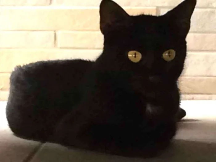 Gato ra a SRD idade 1 ano nome Pretinha