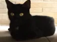 Pretinha