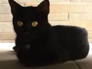 Gato raça SRD idade 1 ano nome Pretinha