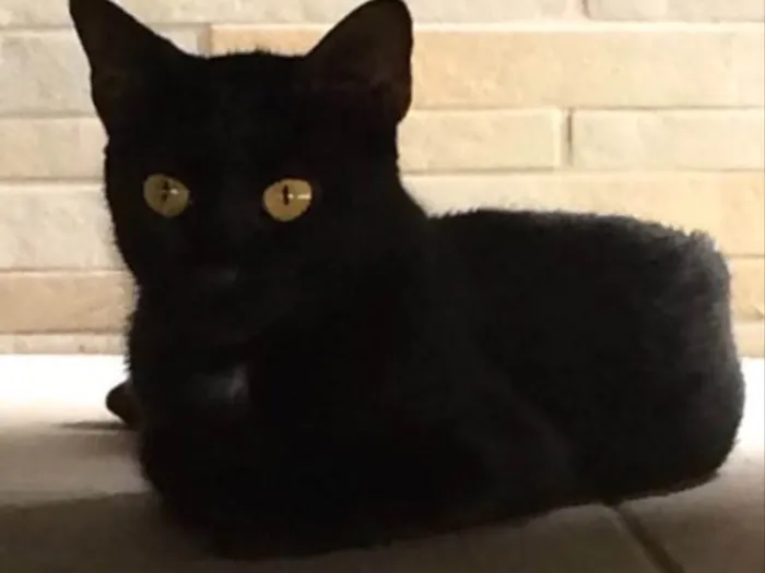 Gato ra a SRD idade 1 ano nome Pretinha