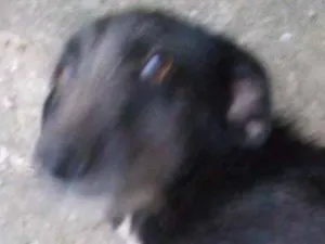 Cachorro raça Vira lata idade 2 anos nome Babu