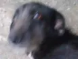 Babu