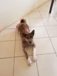 Yoshi