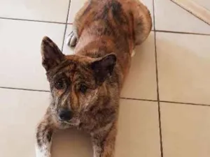 Cachorro raça Akita idade 7 a 11 meses nome Yoshi