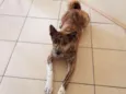 Yoshi