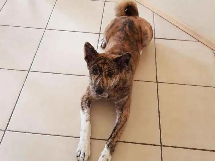 Cachorro raça Akita idade 7 a 11 meses nome Yoshi
