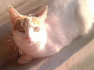 Gato raça  idade 4 anos nome NINA