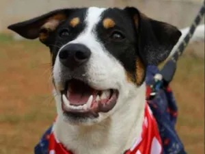 Cachorro raça SRD idade 1 ano nome SPIKE