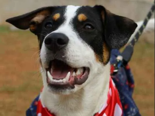 Cachorro ra a SRD idade 1 ano nome SPIKE