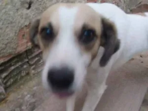 Cachorro raça Vira lata idade 3 anos nome Larrisa