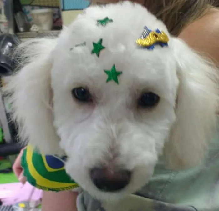 Cachorro ra a Poodle idade 2 a 6 meses nome Buddy