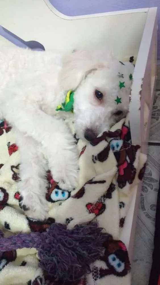 Cachorro ra a Poodle idade 2 a 6 meses nome Buddy