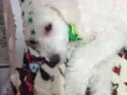 Buddy