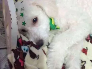 Cachorro raça Poodle idade 2 a 6 meses nome Buddy