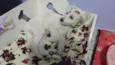 Buddy
