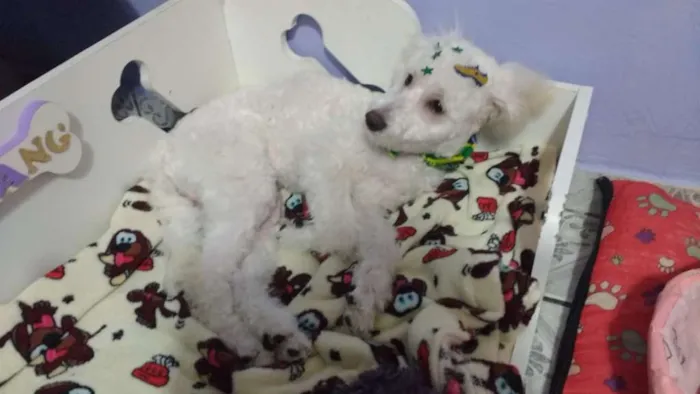Cachorro ra a Poodle idade 2 a 6 meses nome Buddy