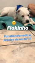 Floquinho