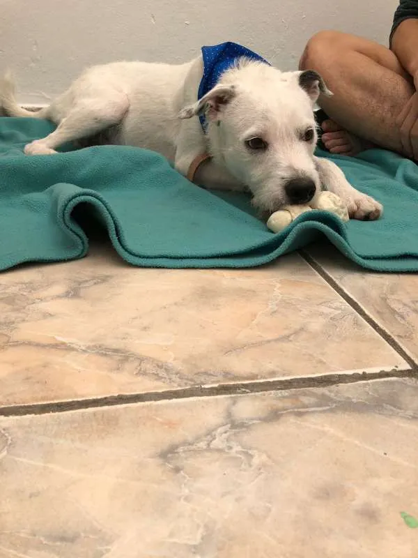 Cachorro ra a srd idade 1 ano nome Floquinho